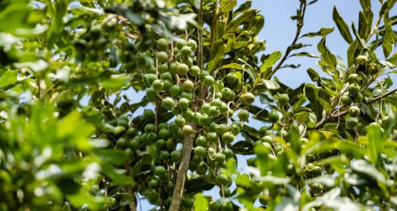 盈江澳洲坚果丰收景象