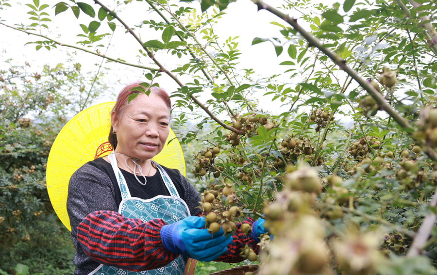 金刺梨加工技术