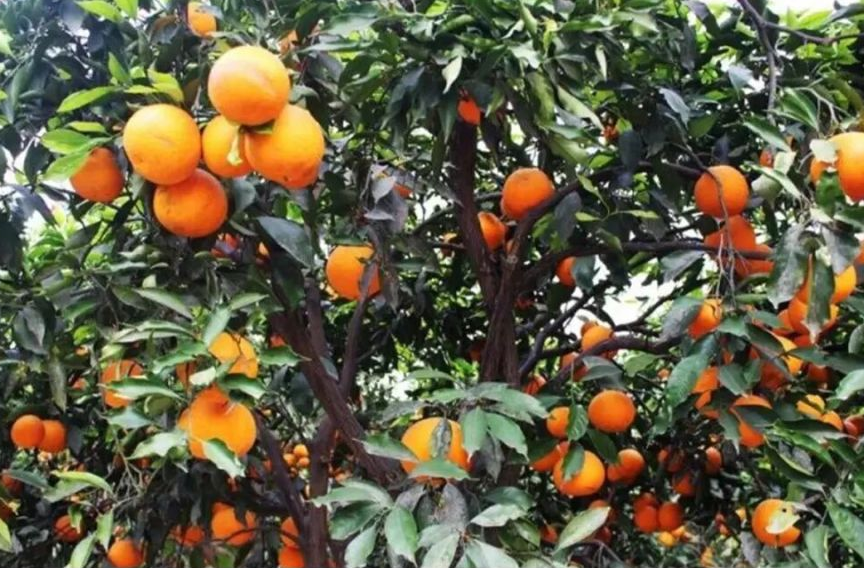 90 后村干部掌镜破局：一部手机带火乡村特产，千万产值背后的数字助农路