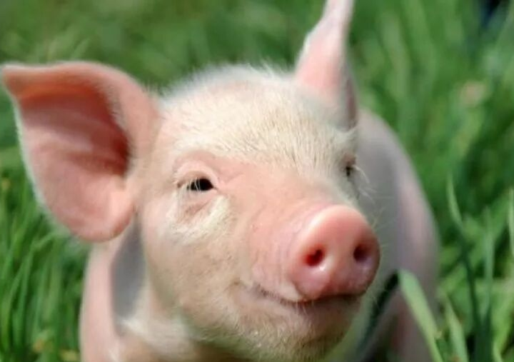 生猪市场相关图片