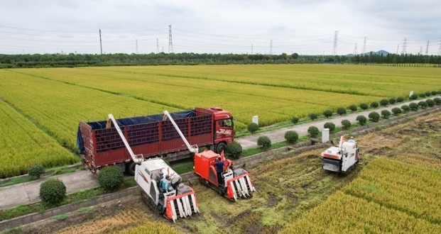 小昆山早稻收割场景