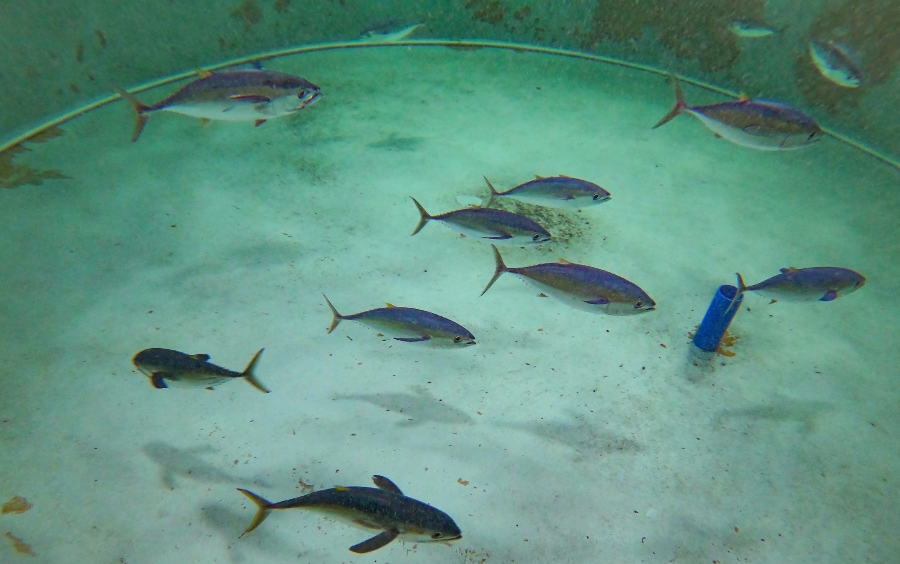 金枪鱼养殖场景