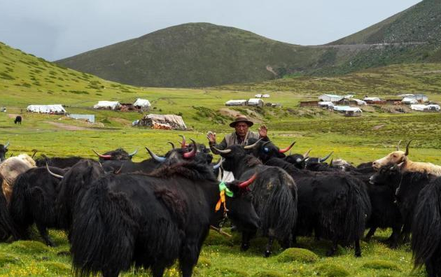 白依乡牦牛养殖景象