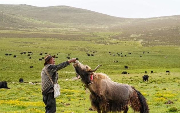 白依乡牦牛养殖相关场景