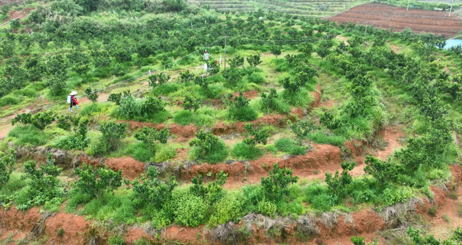 三溪镇脐橙果园