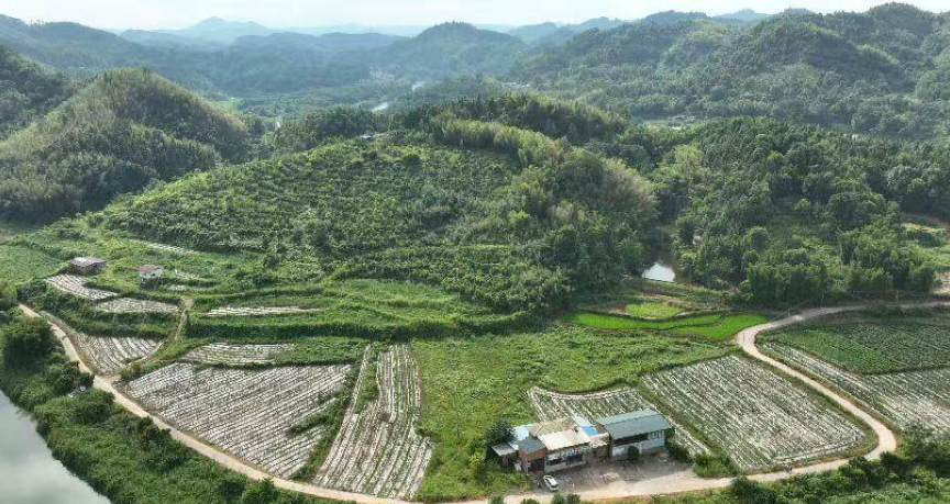 丰收的工业辣椒