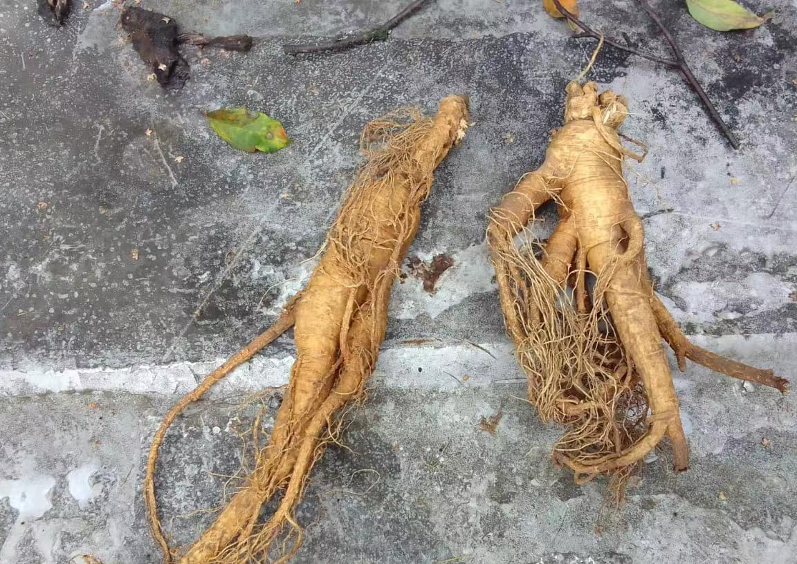 长白山里的“老把式”教你一眼看穿野山参年纪