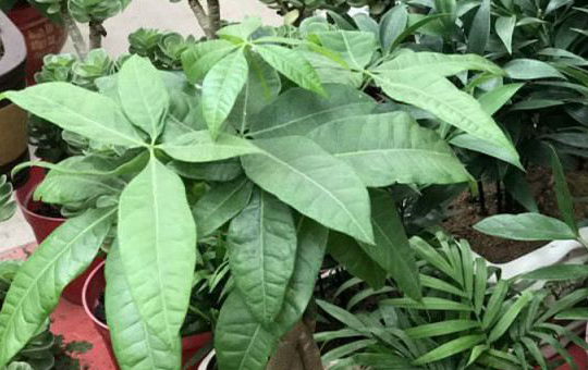 水培发财树枝条