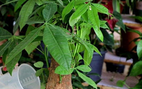 水培发财树容器