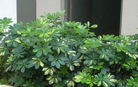 鹅掌财树光照环境