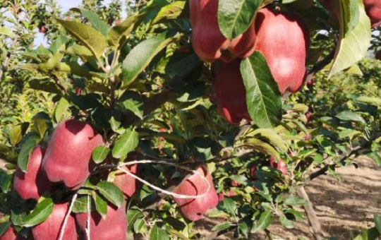 苹果树果实管理