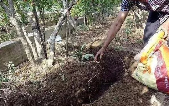 苹果树施肥管理