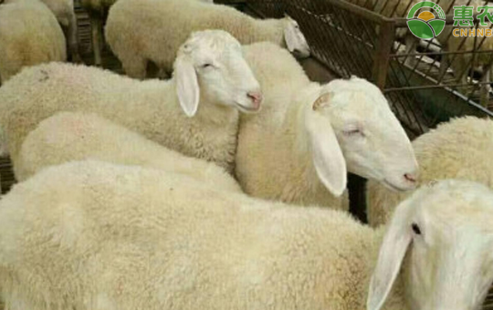 羊伪结核病体表型症状