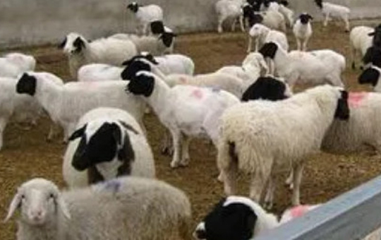 羊伪结核病内脏型症状