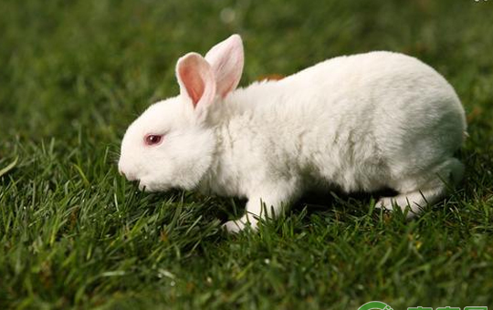 吉戎兔体形特征