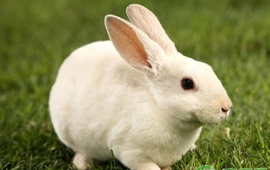 吉戎兔种兔