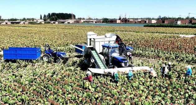 民勤县农业生产场景