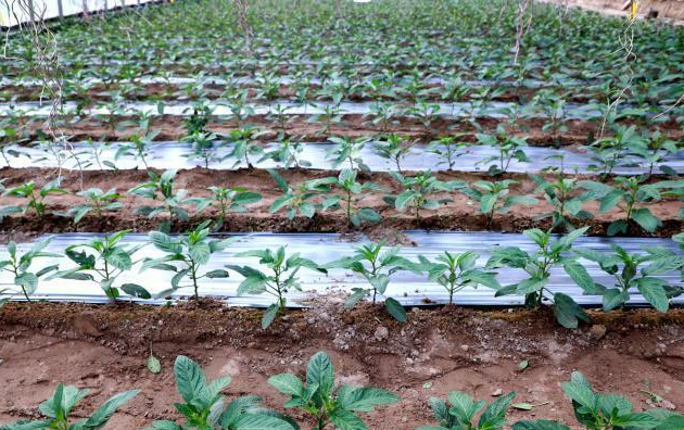 民勤县农业设施