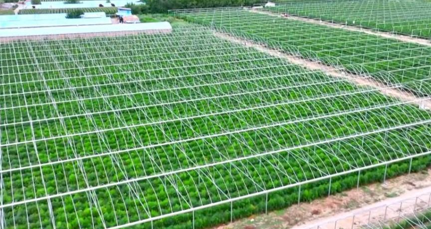 四龙镇芦笋采收