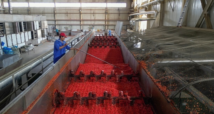 东永固村枸杞基地