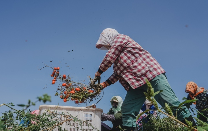 先农养殖基地奶牛
