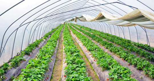 草莓浇灌封冻水