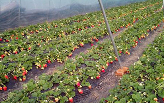 草莓分两次覆盖