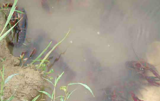 小龙虾池塘管理