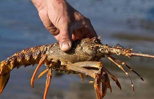 小龙虾虾笼捕捞