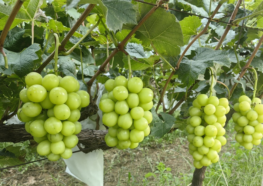招远葡萄园