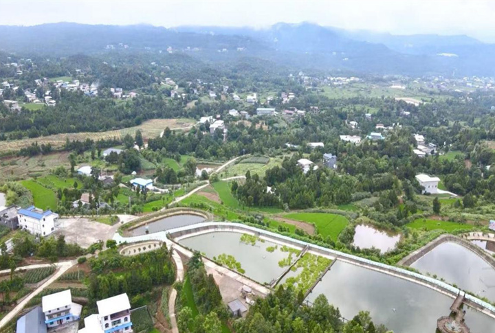 苍溪粮经复合种植