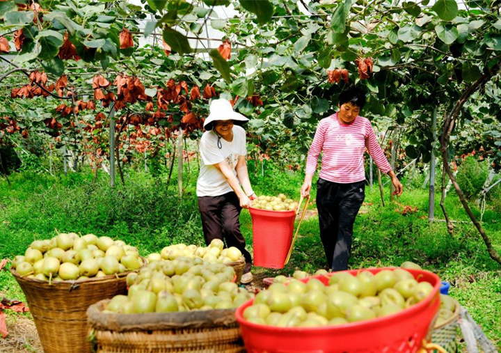 苍溪猕猴桃丰收