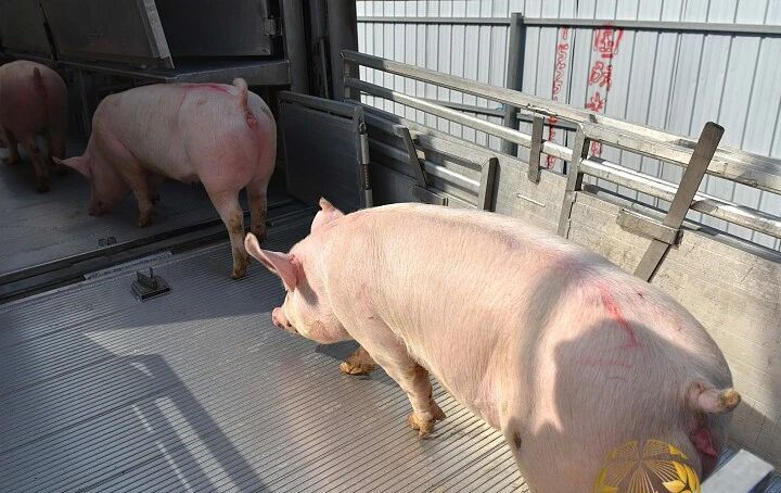 生猪养殖