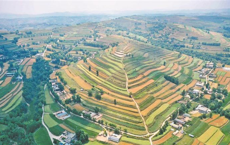 青海青稞收割场景