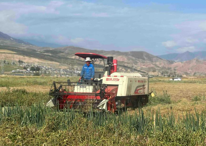 青海蔬菜丰收场景