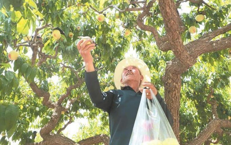 青海水果丰收场景