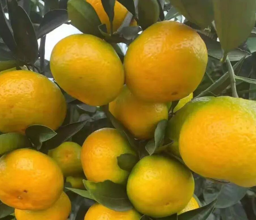 金秋砂糖橘