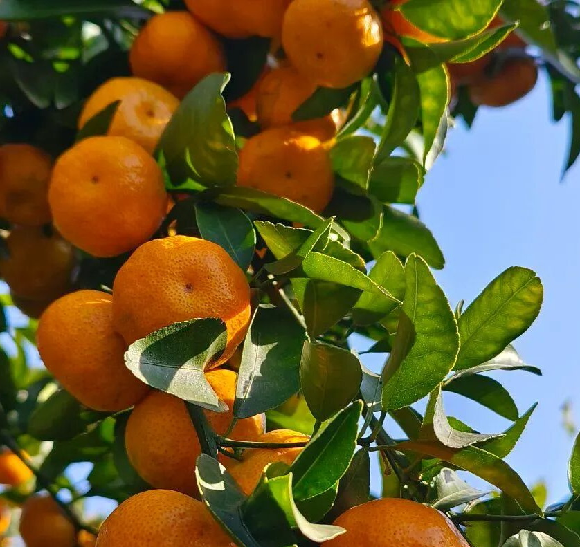 赣南早脐橙