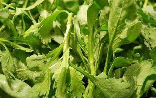 极早熟白菜（快菜）