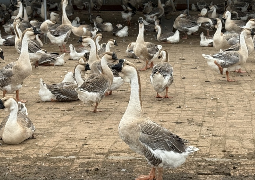富锦市狮头鹅养殖场景