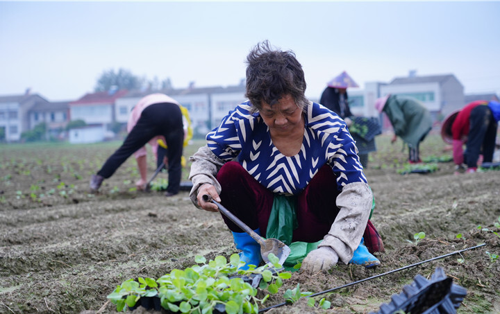 葛柘村甘蓝种植现场