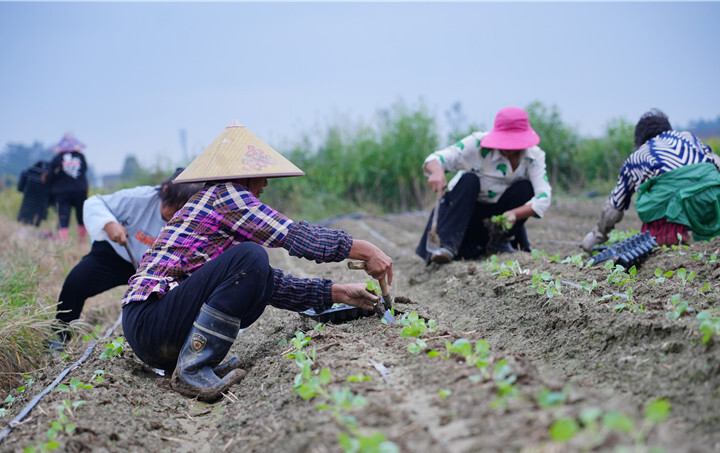 驻村工作队指导甘蓝种植