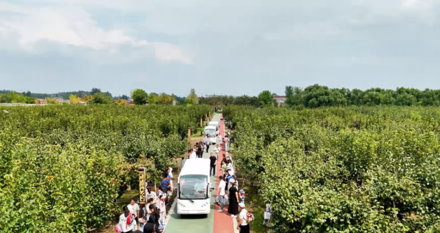 龙冈桃花源梨园