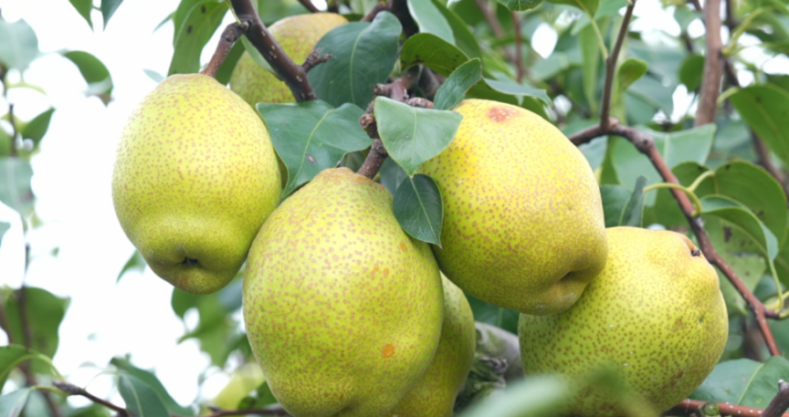 梨园亲子采摘活动