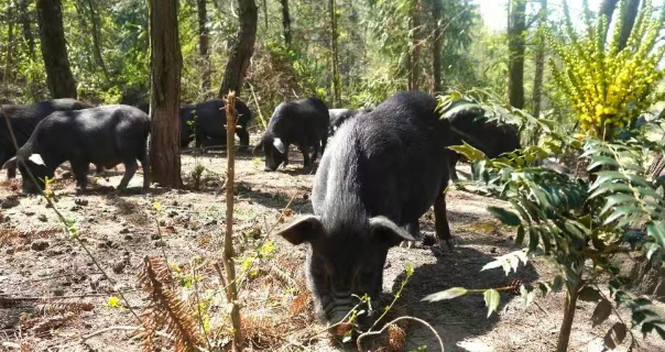 黔南州中药材种植