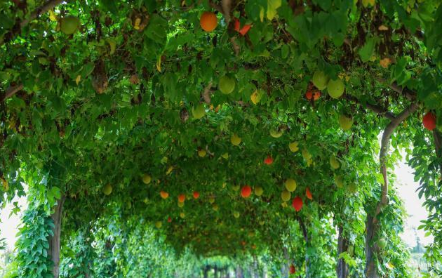 海南休闲农业相关图片