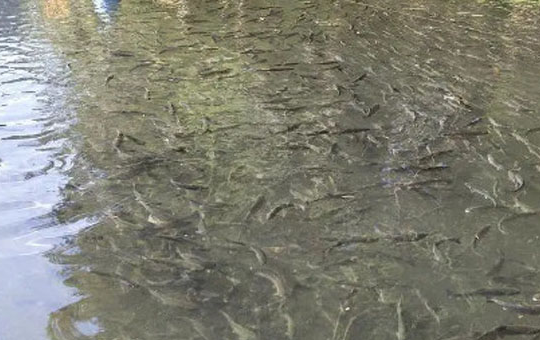 鱼塘防渗膜准备工作