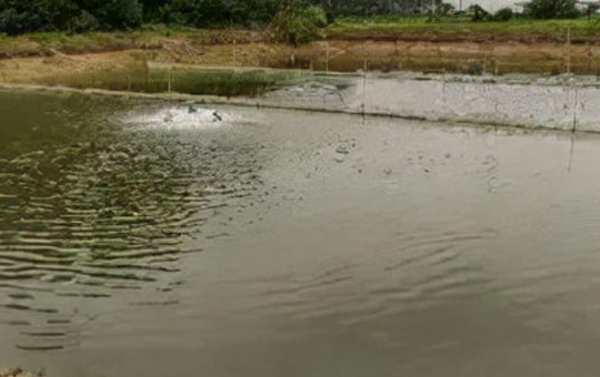 鱼塘防渗膜铺设过程