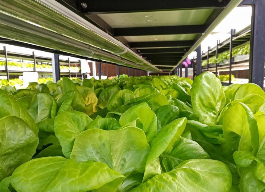 四种不怕重茬蔬菜推荐：韭菜大葱茄子生菜从春到秋轮番收