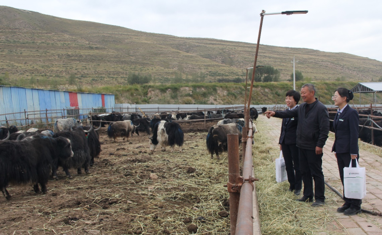 民乐县肉牛养殖场